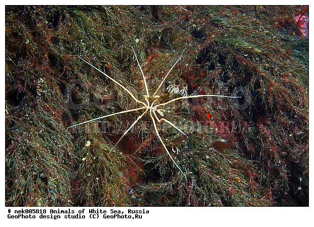 Brachyura, Brachyura Linnaeus, Pleocyemata, �������, �����������, �����������, �����������, �����������, ����� ����, ������ ����, ����������� ������������, ��������, ����������, ����������, ����������, �������, ��������� ���, �������� ����, ������������, ������, �������������, �����������, �������, ������, ������ ����, ��������, ����, ������, ������, ������, �����, ������, �������, ������, �������, ����� �������, ��������, ��������, ����� ����, ���������, ����, ����, ����, �����, �����������, �����, ��������, ������� �����, �������, �������, ������� ����, ���������, ��������� ����, ���������, �����, ����������, ���������� ��� ����, ���, ���������, ��������� �����������, ��������� ����������, ���������, ���������, ���������, ��������� ����������, ���������, ��������� �����, ��� �����, ��������, ��������, ����������, ������, ��������, ��������, ��������, ������, �������� ����, ����������� ����, ����� ����, �����������, �����������, ����� ����