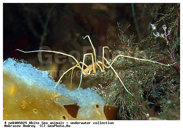 Brachyura, Brachyura Linnaeus, Pleocyemata, �������, �����������, �����������, �����������, �����������, ����� ����, ������ ����, ����������� ������������, ��������, ����������, ����������, ����������, ��������� ���, ������������, �������������, �����������, �������, ������, ������ ����, ��������, ����, ������, ������, ������, �����, ������, �������, ������, �������, ����� �������, ��������, ��������, ����� ����, ���������, ����, ����, ����, �����, �����������, �����, ��������, ������� �����, �������, �������, ������� ����, ���������, ��������� ����, ���������, �����, ����������, ���������� ��� ����, ���, ���������, ��������� �����������, ��������� ����������, ���������, ���������, ���������, ��������� ����������, ���������, ��������� �����, ��� �����, ��������, ��������, ����������, ������, ��������, ��������, ��������, ������