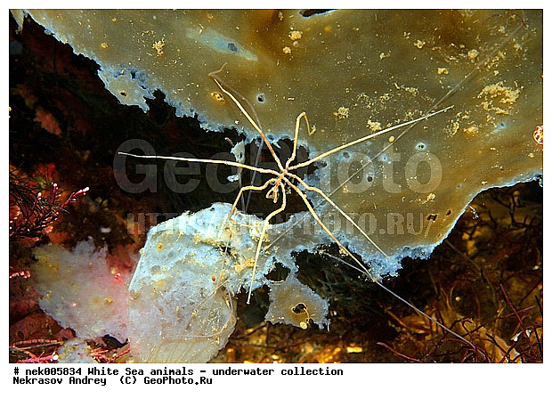 Brachyura, Brachyura Linnaeus, Pleocyemata, �������, �����������, �����������, �����������, �����������, ����� ����, ������ ����, ����������� ������������, ��������, ����������, ����������, ����������, ��������� ���, ������������, �������������, �����������, �������, ������, ������ ����, ��������, ����, ������, ������, ������, �����, ������, �������, ������, �������, ����� �������, ��������, ��������, ����� ����, ���������, ����, ����, ����, �����, �����������, �����, ��������, ������� �����, �������, �������, ������� ����, ���������, ��������� ����, ���������, �����, ����������, ���������� ��� ����, ���, ���������, ��������� �����������, ��������� ����������, ���������, ���������, ���������, ��������� ����������, ���������, ��������� �����, ��� �����, ��������, ��������, ����������, ������, ��������, ��������, ��������, ������