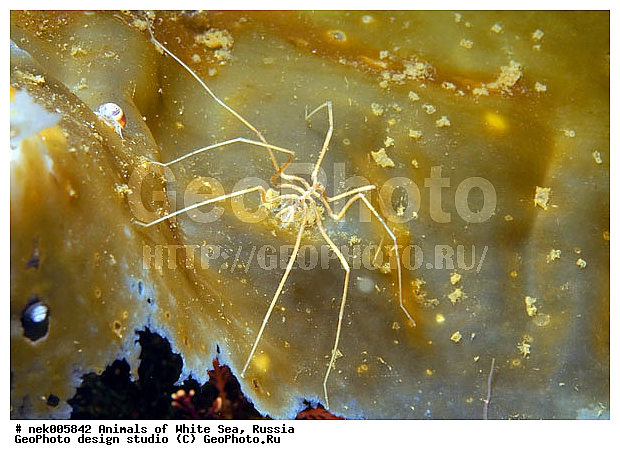 Brachyura, Brachyura Linnaeus, Pleocyemata, �������, �����������, �����������, �����������, �����������, ����� ����, ������ ����, ����������� ������������, ��������, ����������, ����������, ����������, �������, ��������� ���, �������� ����, ������������, ������, �������������, �����������, �������, ������, ������ ����, ��������, ����, ������, ������, ������, �����, ������, �������, ������, �������, ����� �������, ��������, ��������, ����� ����, ���������, ����, ����, ����, �����, �����������, �����, ��������, ������� �����, �������, �������, ������� ����, ���������, ��������� ����, ���������, �����, ����������, ���������� ��� ����, ���, ���������, ��������� �����������, ��������� ����������, ���������, ���������, ���������, ��������� ����������, ���������, ��������� �����, ��� �����, ��������, ��������, ����������, ������, ��������, ��������, ��������, ������, �������� ����, ����������� ����, ����� ����, �����������, �����������, ����� ����