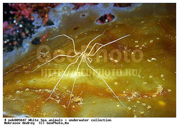 Brachyura, Brachyura Linnaeus, Pleocyemata, �������, �����������, �����������, �����������, �����������, ����� ����, ������ ����, ����������� ������������, ��������, ����������, ����������, ����������, ��������� ���, ������������, �������������, �����������, �������, ������, ������ ����, ��������, ����, ������, ������, ������, �����, ������, �������, ������, �������, ����� �������, ��������, ��������, ����� ����, ���������, ����, ����, ����, �����, �����������, �����, ��������, ������� �����, �������, �������, ������� ����, ���������, ��������� ����, ���������, �����, ����������, ���������� ��� ����, ���, ���������, ��������� �����������, ��������� ����������, ���������, ���������, ���������, ��������� ����������, ���������, ��������� �����, ��� �����, ��������, ��������, ����������, ������, ��������, ��������, ��������, ������