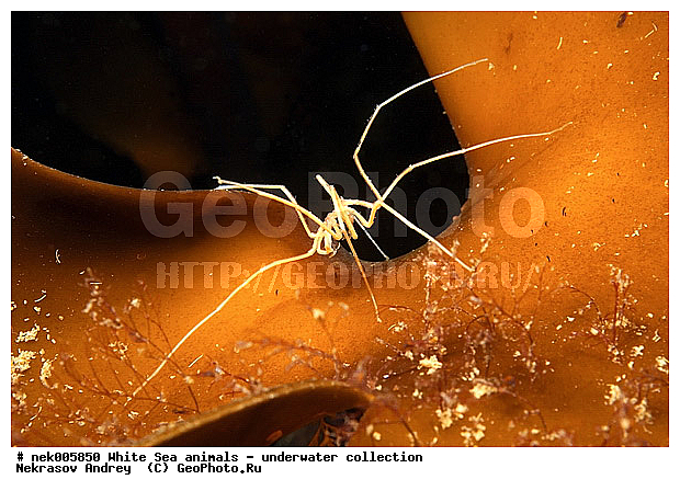 Brachyura, Brachyura Linnaeus, Pleocyemata, �������, �����������, �����������, �����������, �����������, ����� ����, ������ ����, ����������� ������������, ��������, ����������, ����������, ����������, ��������� ���, ������������, �������������, �����������, �������, ������, ������ ����, ��������, ����, ������, ������, ������, �����, ������, �������, ������, �������, ����� �������, ��������, ��������, ����� ����, ���������, ����, ����, ����, �����, �����������, �����, ��������, ������� �����, �������, �������, ������� ����, ���������, ��������� ����, ���������, �����, ����������, ���������� ��� ����, ���, ���������, ��������� �����������, ��������� ����������, ���������, ���������, ���������, ��������� ����������, ���������, ��������� �����, ��� �����, ��������, ��������, ����������, ������, ��������, ��������, ��������, ������, �������� ����, ����������� ����, ����� ����, �����������, �����������, ����� ����, �������� ����, ����������� ����, ����� ����, �����������, �����������, ����� ����