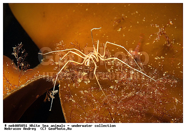 Brachyura, Brachyura Linnaeus, Pleocyemata, �������, �����������, �����������, �����������, �����������, ����� ����, ������ ����, ����������� ������������, ��������, ����������, ����������, ����������, ��������� ���, ������������, �������������, �����������, �������, ������, ������ ����, ��������, ����, ������, ������, ������, �����, ������, �������, ������, �������, ����� �������, ��������, ��������, ����� ����, ���������, ����, ����, ����, �����, �����������, �����, ��������, ������� �����, �������, �������, ������� ����, ���������, ��������� ����, ���������, �����, ����������, ���������� ��� ����, ���, ���������, ��������� �����������, ��������� ����������, ���������, ���������, ���������, ��������� ����������, ���������, ��������� �����, ��� �����, ��������, ��������, ����������, ������, ��������, ��������, ��������, ������