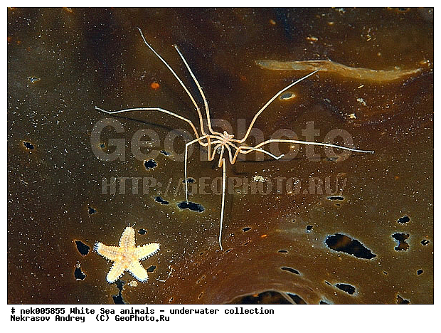 Brachyura, Brachyura Linnaeus, Pleocyemata, �������, �����������, �����������, �����������, �����������, ����� ����, ������ ����, ����������� ������������, ��������, ����������, ����������, ����������, ������, ������� ������, ��������� ���, ������������, �������������, �����������, �������, ������, ������ ����, ��������, ����, ������, ������, ������, �����, ������, �������, ������, �������, ����� �������, ��������, ��������, ����� ����, ���������, ������, ����, ����, ����, �����, �����������, �����, ��������, ������� �����, ������� ������, �������, �������, ������� ����, ���������, ��������� ����, ���������, �����, ����������, ���������� ��� ����, ���, ���������, ��������� �����������, ��������� ����������, ���������, ���������, ���������, ��������� ����������, ���������, ��������� �����, ��� �����, ��������, ��������, ����������, ������, ��������, ��������, ��������, ������, �������� ����, ����������� ����, ����� ����, �����������, �����������, ����� ����, �������� ����, ����������� ����, ����� ����, �����������, �����������, ����� ����