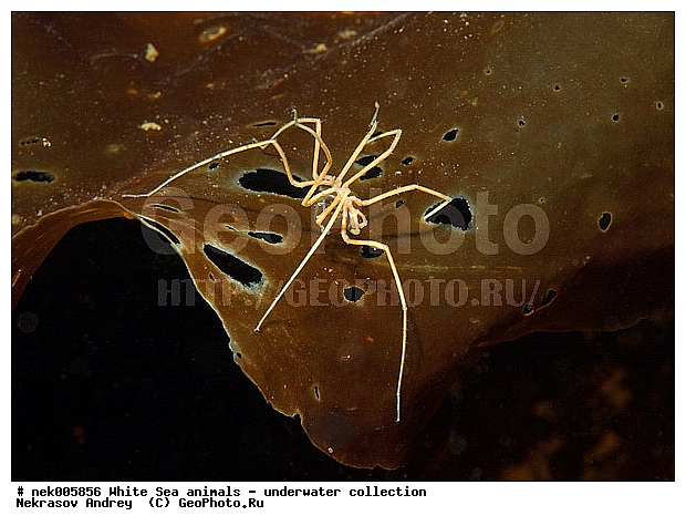 Brachyura, Brachyura Linnaeus, Pleocyemata, �������, �����������, �����������, �����������, �����������, ����� ����, ������ ����, ����������� ������������, ��������, ����������, ����������, ����������, ��������� ���, ������������, �������������, �����������, �������, ������, ������ ����, ��������, ����, ������, ������, ������, �����, ������, �������, ������, �������, ����� �������, ��������, ��������, ����� ����, ���������, ����, ����, ����, �����, �����������, �����, ��������, ������� �����, �������, �������, ������� ����, ���������, ��������� ����, ���������, �����, ����������, ���������� ��� ����, ���, ���������, ��������� �����������, ��������� ����������, ���������, ���������, ���������, ��������� ����������, ���������, ��������� �����, ��� �����, ��������, ��������, ����������, ������, ��������, ��������, ��������, ������