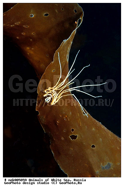 Brachyura, Brachyura Linnaeus, Pleocyemata, �������, �����������, �����������, �����������, �����������, ����� ����, ������ ����, ����������� ������������, ��������, ����������, ����������, ����������, �������, ��������� ���, �������� ����, ������������, ������, �������������, �����������, �������, ������, ������ ����, ��������, ����, ������, ������, ������, �����, ������, �������, ������, �������, ����� �������, ��������, ��������, ����� ����, ���������, ����, ����, ����, �����, �����������, �����, ��������, ������� �����, �������, �������, ������� ����, ���������, ��������� ����, ���������, �����, ����������, ���������� ��� ����, ���, ���������, ��������� �����������, ��������� ����������, ���������, ���������, ���������, ��������� ����������, ���������, ��������� �����, ��� �����, ��������, ��������, ����������, ������, ��������, ��������, ��������, ������, �������� ����, ����������� ����, ����� ����, �����������, �����������, ����� ����