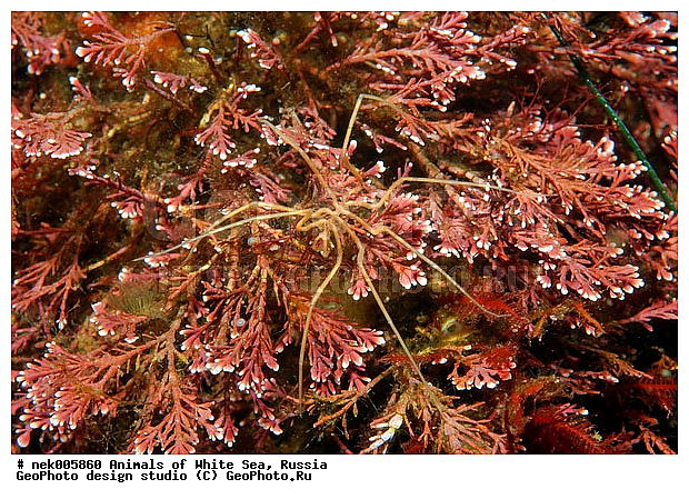 Brachyura, Brachyura Linnaeus, Pleocyemata, �������, �����������, �����������, �����������, �����������, ����� ����, ������ ����, ����������� ������������, ��������, ����������, ����������, ����������, �������, ��������� ���, �������� ����, ������������, ������, �������������, �����������, �������, ������, ������ ����, ��������, ����, ������, ������, ������, �����, ������, �������, ������, �������, ����� �������, ��������, ��������, ����� ����, ���������, ����, ����, ����, �����, �����������, �����, ��������, ������� �����, �������, �������, ������� ����, ���������, ��������� ����, ���������, �����, ����������, ���������� ��� ����, ���, ���������, ��������� �����������, ��������� ����������, ���������, ���������, ���������, ��������� ����������, ���������, ��������� �����, ��� �����, ��������, ��������, ����������, ������, ��������, ��������, ��������, ������, �������� ����, ����������� ����, ����� ����, �����������, �����������, ����� ����