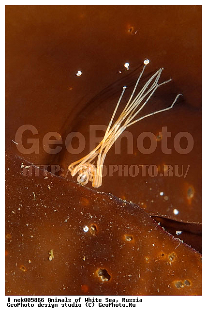 Brachyura, Brachyura Linnaeus, Pleocyemata, �������, �����������, �����������, �����������, �����������, ����� ����, ������ ����, ����������� ������������, ��������, ����������, ����������, ����������, �������, ��������� ���, �������� ����, ������������, ������, �������������, �����������, �������, ������, ������ ����, ��������, ����, ������, ������, ������, �����, ������, �������, ������, �������, ����� �������, ��������, ��������, ����� ����, ���������, ����, ����, ����, �����, �����������, �����, ��������, ������� �����, �������, �������, ������� ����, ���������, ��������� ����, ���������, �����, ����������, ���������� ��� ����, ���, ���������, ��������� �����������, ��������� ����������, ���������, ���������, ���������, ��������� ����������, ���������, ��������� �����, ��� �����, ��������, ��������, ����������, ������, ��������, ��������, ��������, ������, �������� ����, ����������� ����, ����� ����, �����������, �����������, ����� ����