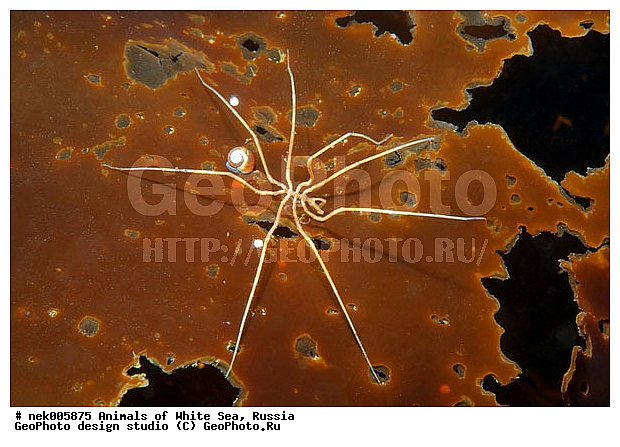 Brachyura, Brachyura Linnaeus, Pleocyemata, �������, �����������, �����������, �����������, �����������, ����� ����, ������ ����, ����������� ������������, ��������, ����������, ����������, ����������, �������, ��������� ���, �������� ����, ������������, ������, �������������, �����������, �������, ������, ������ ����, ��������, ����, ������, ������, ������, �����, ������, �������, ������, �������, ����� �������, ��������, ��������, ����� ����, ���������, ����, ����, ����, �����, �����������, �����, ��������, ������� �����, �������, �������, ������� ����, ���������, ��������� ����, ���������, �����, ����������, ���������� ��� ����, ���, ���������, ��������� �����������, ��������� ����������, ���������, ���������, ���������, ��������� ����������, ���������, ��������� �����, ��� �����, ��������, ��������, ����������, ������, ��������, ��������, ��������, ������, �������� ����, ����������� ����, ����� ����, �����������, �����������, ����� ����