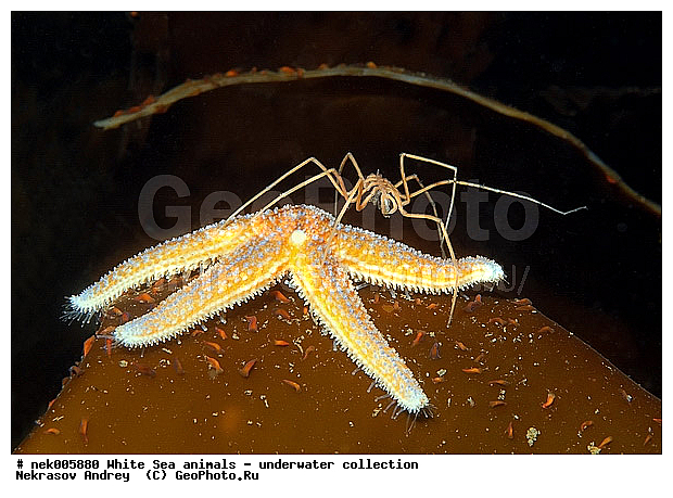 Asterias, Asterias rubens, Asteriidae, Brachyura, Brachyura Linnaeus, Forcipulatida, Pleocyemata, �������, �����������, �����������, �����������, �����������, ����� ����, ������ ����, ����������� ������������, ��������, ����������, ����������, ����������, ������, ���������, ������� ��������, ������� ������, ������� �����, ��������� ���, ������������, �������������, �����������, �������, ������, ������ ����, ��������, ����, ������, ������, �����, ������, �������, ������, �������, ����� �������, ��������, ��������, ����� ����, ���������, ������, ����, ����, ����, �����, �����������, �����, ��������, ������� �����, ������� ������, �������, �������, ������� ����, ���������, ��������� ����, ���������, �����, ����������, ���������� ��� ����, ���, ���������, ��������� �����������, ��������� ����������, ���������, ���������, ���������, ��������� ����������, ���������, ��������� �����, ��� �����, ��������, ��������, ��������, ����������, ������, ��������, ��������, ��������, ������