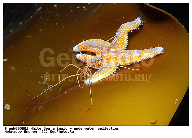 Asterias, Asterias rubens, Asteriidae, Brachyura, Brachyura Linnaeus, Forcipulatida, Pleocyemata, �������, �����������, �����������, �����������, �����������, ����� ����, ������ ����, ����������� ������������, ��������, ����������, ����������, ����������, ������, ���������, ������� ��������, ������� ������, ������� �����, ��������� ���, ������������, �������������, �����������, �������, ������, ������ ����, ��������, ����, ������, ������, �����, ������, �������, ������, �������, ����� �������, ��������, ��������, ����� ����, ���������, ������, ����, ����, ����, �����, �����������, �����, ��������, ������� �����, ������� ������, �������, �������, ������� ����, ���������, ��������� ����, ���������, �����, ����������, ���������� ��� ����, ���, ���������, ��������� �����������, ��������� ����������, ���������, ���������, ���������, ��������� ����������, ���������, ��������� �����, ��� �����, ��������, ��������, ��������, ����������, ������, ��������, ��������, ��������, ������