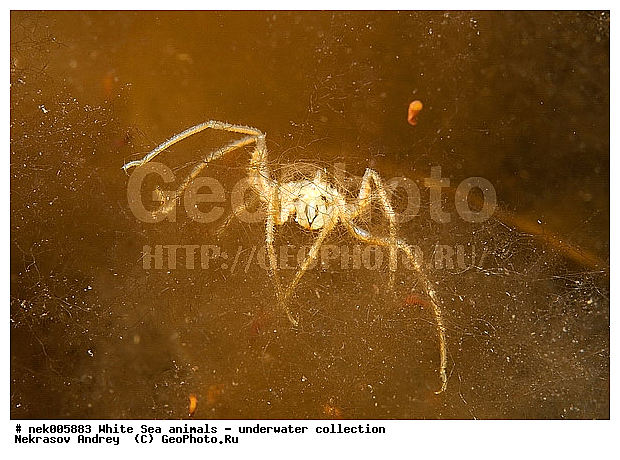 Brachyura, Brachyura Linnaeus, Pleocyemata, �������, �����������, �����������, �����������, �����������, ����� ����, ������ ����, ����������� ������������, ��������, ����������, ����������, ����������, ��������� ���, ������������, �������������, �����������, �������, ������, ������ ����, ��������, ����, ������, ������, ������, �����, ������, �������, ������, �������, ����� �������, ��������, ��������, ����� ����, ���������, ����, ����, ����, �����, �����������, �����, ��������, ������� �����, �������, �������, ������� ����, ���������, ��������� ����, ���������, �����, ����������, ���������� ��� ����, ���, ���������, ��������� �����������, ��������� ����������, ���������, ���������, ���������, ��������� ����������, ���������, ��������� �����, ��� �����, ��������, ��������, ����������, ������, ��������, ��������, ��������, ������