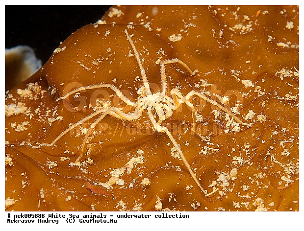 Brachyura, Brachyura Linnaeus, Pleocyemata, �������, �����������, �����������, �����������, �����������, ����� ����, ������ ����, ����������� ������������, ��������, ����������, ����������, ����������, ��������� ���, ������������, �������������, �����������, �������, ������, ������ ����, ��������, ����, ������, ������, ������, �����, ������, �������, ������, �������, ����� �������, ��������, ��������, ����� ����, ���������, ����, ����, ����, �����, �����������, �����, ��������, ������� �����, �������, �������, ������� ����, ���������, ��������� ����, ���������, �����, ����������, ���������� ��� ����, ���, ���������, ��������� �����������, ��������� ����������, ���������, ���������, ���������, ��������� ����������, ���������, ��������� �����, ��� �����, ��������, ��������, ����������, ������, ��������, ��������, ��������, ������, �������� ����, ����������� ����, ����� ����, �����������, �����������, ����� ����, �������� ����, ����������� ����, ����� ����, �����������, �����������, ����� ����