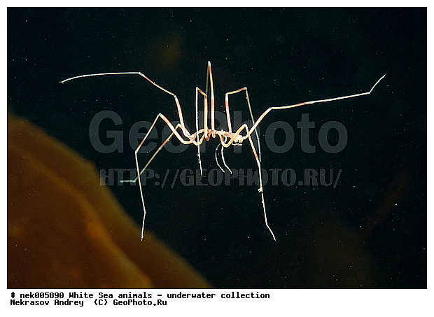 Brachyura, Brachyura Linnaeus, Pleocyemata, �������, �����������, �����������, �����������, �����������, ����� ����, ������ ����, ����������� ������������, ��������, ����������, ����������, ����������, ��������� ���, ������������, �������������, �����������, �������, ������, ������ ����, ��������, ����, ������, ������, �����, ������, �������, ������, �������, ����� �������, ��������, ��������, ����� ����, ���������, ����, ����, ����, �����, �����������, �����, ��������, ������� �����, �������, �������, ������� ����, ���������, ��������� ����, ���������, �����, ����������, ���������� ��� ����, ���, ���������, ��������� �����������, ��������� ����������, ���������, ���������, ���������, ��������� ����������, ���������, ��������� �����, ��� �����, ��������, ��������, ��������, ����������, ������, ��������, ��������, ��������, ������, �������� ����, ����������� ����, ����� ����, �����������, �����������, ����� ����