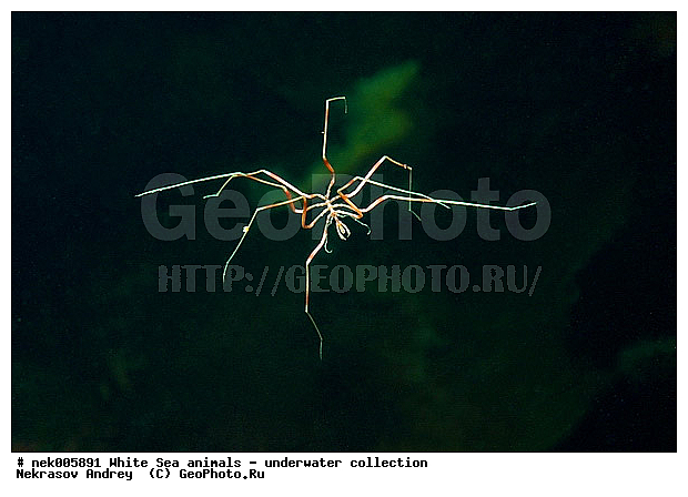 Brachyura, Brachyura Linnaeus, Pleocyemata, �������, �����������, �����������, �����������, �����������, ����� ����, ������ ����, ����������� ������������, ��������, ����������, ����������, ����������, ��������� ���, ������������, �������������, �����������, �������, ������, ������ ����, ��������, ����, ������, ������, ������, �����, ������, �������, ������, �������, ����� �������, ��������, ��������, ����� ����, ���������, ����, ����, ����, �����, �����������, �����, ��������, ������� �����, �������, �������, ������� ����, ���������, ��������� ����, ���������, �����, ����������, ���������� ��� ����, ���, ���������, ��������� �����������, ��������� ����������, ���������, ���������, ���������, ��������� ����������, ���������, ��������� �����, ��� �����, ��������, ��������, ����������, ������, ��������, ��������, ��������, ������, �������� ����, ����������� ����, ����� ����, �����������, �����������, ����� ����, �������� ����, ����������� ����, ����� ����, �����������, �����������, ����� ����