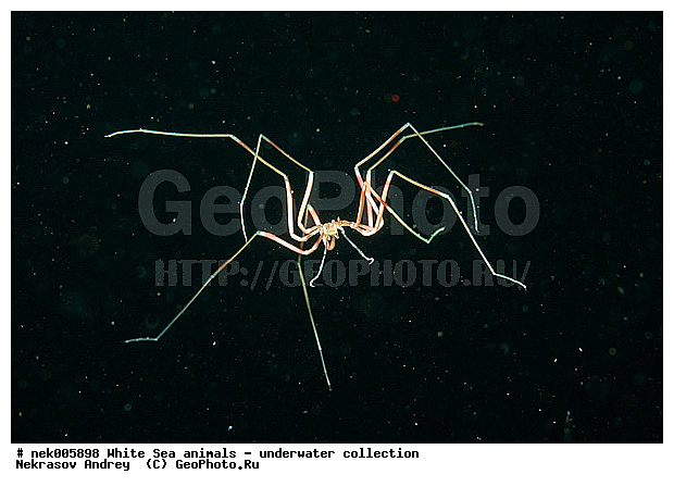 Brachyura, Brachyura Linnaeus, Pleocyemata, �������, �����������, �����������, �����������, �����������, ����� ����, ������ ����, ����������� ������������, ��������, ����������, ����������, ����������, ��������� ���, ������������, �������������, �����������, �������, ������, ������ ����, ��������, ����, ������, ������, ������, �����, ������, �������, ������, �������, ����� �������, ��������, ��������, ����� ����, ���������, ����, ����, ����, �����, �����������, �����, ��������, ������� �����, �������, �������, ������� ����, ���������, ��������� ����, ���������, �����, ����������, ���������� ��� ����, ���, ���������, ��������� �����������, ��������� ����������, ���������, ���������, ���������, ��������� ����������, ���������, ��������� �����, ��� �����, ��������, ��������, ����������, ������, ��������, ��������, ��������, ������, �������� ����, ����������� ����, ����� ����, �����������, �����������, ����� ����, �������� ����, ����������� ����, ����� ����, �����������, �����������, ����� ����