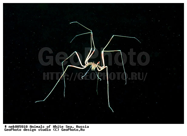 Brachyura, Brachyura Linnaeus, Pleocyemata, �������, �����������, �����������, �����������, �����������, ����� ����, ������ ����, ����������� ������������, ��������, ����������, ����������, ����������, �������, ��������� ���, �������� ����, ������������, ������, �������������, �����������, �������, ������, ������ ����, ��������, ����, ������, ������, ������, �����, ������, �������, ������, �������, ����� �������, ��������, ��������, ����� ����, ���������, ����, ����, ����, �����, �����������, �����, ��������, ������� �����, �������, �������, ������� ����, ���������, ��������� ����, ���������, �����, ����������, ���������� ��� ����, ���, ���������, ��������� �����������, ��������� ����������, ���������, ���������, ���������, ��������� ����������, ���������, ��������� �����, ��� �����, ��������, ��������, ����������, ������, ��������, ��������, ��������, ������, �������� ����, ����������� ����, ����� ����, �����������, �����������, ����� ����