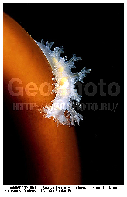 �������, �����������, �����������, �����������, �����������, ����� ����, ������������, ������������ �������, ����������, ����������, ����������, ��������� ���, ���������, �����������, �������, ������, ������ ����, ��������, ����, ������, ������, ������, �����, ������, �������, ������������, ������������, ������, �������, ����� �������, ��������, ��������, ��������, ����� ����, ���������, ����, ����, �����, �����������, �����������, �����, ��������, �������, �������. ��������, ��������, ������� �����, �������, �������, ������� �������, ��������, ����������, ���������, ��������� ����, ���������, �����, ����������, ���������� ��� ����, ���, ���������, ��������� �����������, ��������� ����������, ���������, ���������, ���������, ��������� ����������, ���������, ��������� �����, ��� �����, ��������, ��������, ����������, ������, ��������, ��������, ��������, ������, �������, ������, �������, ������������, ������������