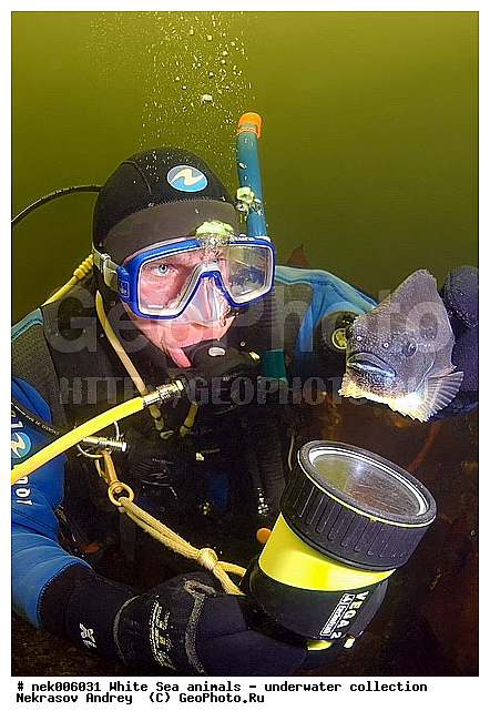 Cyclopterus lumpus, Lumpsucker female, �������, �����������, �����������, �����������, �����������, ����� ����, ����������, ����������, ����������, �������, ��������� ���, �����������, �������, ������, ������ ����, ��������, ����, ������, ������, ������, �����, ������, �������, ������, �������, ����� �������, ��������, ��������, ����� ����, ���������, ����, ����������, ���������, ����, ������� �����, �������, �������, ������� �������, ���������, ��������� ����, ���������, �����, ����������, ���������� ��� ����, ���, ���������, ��������� ����������, ���������, ���������, ���������, ��������� ����������, ���������, ��������� �����, ��� �����, ��������, ��������, ����������, ����, ����, ������, ��������, ��������, ��������, ������, ������� � ��������� ���, ������� � �������, �������� ����, ����������� ����, ����� ����, �����������, �����������, ����� ����, �������� ����, ����������� ����, ����� ����, �����������, �����������, ����� ����