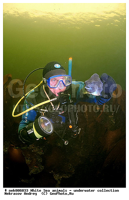 Cyclopterus lumpus, Lumpsucker female, �������, �����������, �����������, �����������, �����������, ����� ����, ����������, ����������, ����������, �������, ��������� ���, �����������, �������, ������, ������ ����, ��������, ����, ������, ������, ������, �����, ������, �������, ������, �������, ����� �������, ��������, ��������, ����� ����, ���������, ����, ����������, ���������, ����, ������� �����, �������, �������, ������� �������, ���������, ��������� ����, ���������, �����, ����������, ���������� ��� ����, ���, ���������, ��������� ����������, ���������, ���������, ���������, ��������� ����������, ���������, ��������� �����, ��� �����, ��������, ��������, ����������, ����, ����, ������, ��������, ��������, ��������, ������, ������� � ��������� ���, ������� � �������, �������� ����, ����������� ����, ����� ����, �����������, �����������, ����� ����