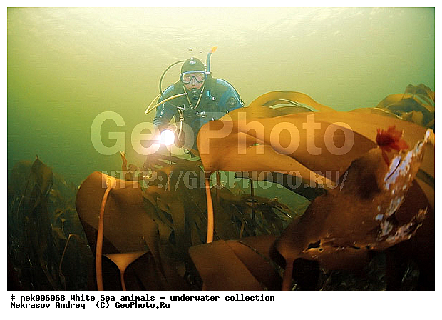 �������, �����������, �����������, �����������, �����������, ����� ����, ����������, ����������, ����������, ��������� ���, �����������, �������, ������, ������ ����, ��������, ����, ������, ������, ������, �����, ������, �������, ������, �������, ����� �������, ��������, ��������, ����� ����, ���������, ����, ����, ������� �����, �������, �������, ���������, ��������� ����, ���������, �����, ����������, ���������� ��� ����, ���, ���������, ��������� ����������, ���������, ���������, ���������, ��������� ����������, ���������, ��������� �����, ��� �����, ��������, ��������, ����������, ������, ��������, ��������, ��������, ������, ������� � ��������� ���, ������� � �������, �������� ����, ����������� ����, ����� ����, �����������, �����������, ����� ����, �������� ����, ����������� ����, ����� ����, �����������, �����������, ����� ����