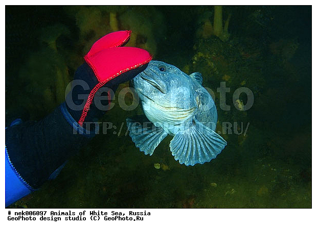 �������, �����������, �����������, �����������, �����������, ����� ����, ����������, ����������, ����������, �������, ��������� ���, �������� ����, ������, �����������, �������, ������, ������ ����, ��������, ����, ������, ������, ������, �����, ������, �������, ������, �������, ����� �������, ��������, ��������, ����� ����, ���������, ����, ����, ������� �����, �������, �������, ���������, ��������� ����, ���������, �����, ����������, ���������� ��� ����, ���, ���������, ��������� ����������, ���������, ���������, ���������, ��������� ����������, ���������, ��������� �����, ��� �����, ��������, ��������, ����������, ����, ����, ������, ��������, ��������, ��������, ������, ������� � ��������� ���, ������� � �������, �������� ����, ����������� ����, ����� ����, �����������, �����������, ����� ����