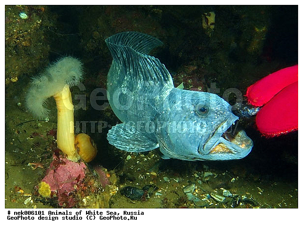 �������, �����������, �����������, �����������, �����������, ����� ����, ����������, ����������, ����������, �������, ��������� ���, �������� ����, ������, �����������, �������, ������, ������ ����, ��������, ����, ������, ������, ������, �����, ������, �������, ������, �������, ����� �������, ��������, ��������, ����� ����, ���������, ����, ����, ������� �����, �������, �������, ���������, ��������� ����, ���������, �����, ����������, ���������� ��� ����, ���, ���������, ��������� ����������, ���������, ���������, ���������, ��������� ����������, ���������, ��������� �����, ��� �����, ��������, ��������, ����������, ������, ��������, ��������, ��������, ������, �������� ����, ����������� ����, ����� ����, �����������, �����������, ����� ����