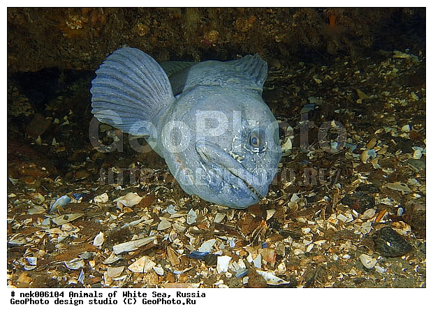 �������, �����������, �����������, �����������, �����������, ����� ����, ����������, ����������, ����������, �������, ��������� ���, �������� ����, ������, �����������, �������, ������, ������ ����, ��������, ����, ������, ������, �����, ������, �������, ������, �������, ����� �������, ��������, ��������, ����� ����, ���������, ����, ����, ������� �����, �������, �������, ���������, ��������� ����, ���������, �����, ����������, ���������� ��� ����, ���, ���������, ��������� ����������, ���������, ���������, ���������, ��������� ����������, ���������, ��������� �����, ��� �����, ��������, ��������, ��������, ����������, ����, ����, ������, ��������, ��������, ��������, ������, �������� ����, ����������� ����, ����� ����, �����������, �����������, ����� ����