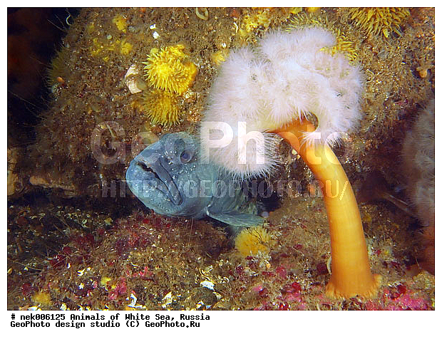 �������, �����������, �����������, �����������, �����������, ����� ����, ����������, ����������, ����������, �������, ��������� ���, �������� ����, ������, �����������, �������, ������, ������ ����, ��������, ����, ������, ������, �����, ������, �������, ������, �������, ����� �������, ��������, ��������, ����� ����, ���������, ����, ����, ������� �����, �������, �������, ���������, ��������� ����, ���������, �����, ����������, ���������� ��� ����, ���, ���������, ��������� ����������, ���������, ���������, ���������, ��������� ����������, ���������, ��������� �����, ��� �����, ��������, ��������, ��������, ����������, ����, ����, ������, ��������, ��������, ��������, ������, �������� ����, ����������� ����, ����� ����, �����������, �����������, ����� ����