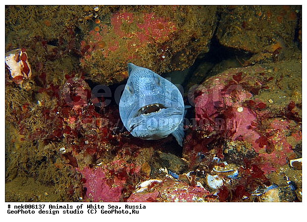 �������, �����������, �����������, �����������, �����������, ����� ����, ����������, ����������, ����������, �������, ��������� ���, �������� ����, ������, �����������, �������, ������, ������ ����, ��������, ����, ������, ������, ������, �����, ������, �������, ������, �������, ����� �������, ��������, ��������, ����� ����, ���������, ����, ����, ������� �����, �������, �������, ���������, ��������� ����, ���������, �����, ����������, ���������� ��� ����, ���, ���������, ��������� ����������, ���������, ���������, ���������, ��������� ����������, ���������, ��������� �����, ��� �����, ��������, ��������, ����������, ����, ����, ������, ��������, ��������, ��������, ������, �������� ����, ����������� ����, ����� ����, �����������, �����������, ����� ����