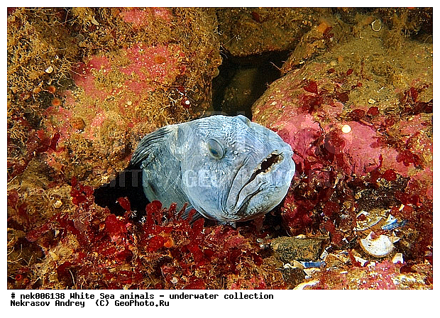 �������, �����������, �����������, �����������, �����������, ����� ����, ����������, ����������, ����������, ��������� ���, �����������, �������, ������, ������ ����, ��������, ����, ������, ������, ������, �����, ������, �������, ������, �������, ����� �������, ��������, ��������, ����� ����, ���������, ����, ����, ������� �����, �������, �������, ���������, ��������� ����, ���������, �����, ����������, ���������� ��� ����, ���, ���������, ��������� ����������, ���������, ���������, ���������, ��������� ����������, ���������, ��������� �����, ��� �����, ��������, ��������, ����������, ����, ����, ������, ��������, ��������, ��������, ������