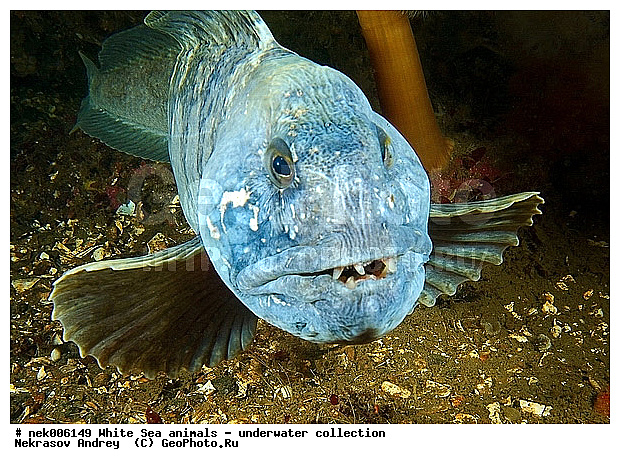 �������, �����������, �����������, �����������, �����������, ����� ����, ����������, ����������, ����������, ��������� ���, �����������, �������, ������, ������ ����, ��������, ����, ������, ������, �����, ������, �������, ������, �������, ����� �������, ��������, ��������, ����� ����, ���������, ����, ����, ������� �����, �������, �������, ���������, ��������� ����, ���������, �����, ����������, ���������� ��� ����, ���, ���������, ��������� ����������, ���������, ���������, ���������, ��������� ����������, ���������, ��������� �����, ��� �����, ��������, ��������, ��������, ����������, ����, ����, ������, ��������, ��������, ��������, ������, �������� ����, ����������� ����, ����� ����, �����������, �����������, ����� ����, �������� ����, ����������� ����, ����� ����, �����������, �����������, ����� ����