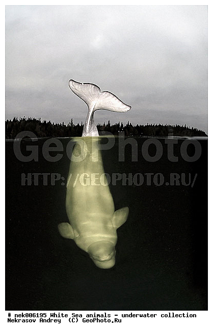 Cetacea, Delphinapterus, Delphinapterus leucas, Delphinidae, Monodontidae, Odontoceti, �������, �����������, �����������, �����������, �����������, ����� ����, ������, ������, ������������, ��������, ����������, ����������, ����������, ������������, �������������, ������� �������������, ��������� ���, �����������, ��������, �����������, �������, ������, ������ ����, ������, ��������, ����, ������, ������, �����, ������, �������, ������, �������, �������, ��������, ����� �������, ��������, ��������, ����� ����, ���������, ����, ���, ����, ����, ������� �����, �������, ������� �������������, �������, ���������, ��������� ����, ���������, �����, ����������, ���������� ��� ����, ���, ���������, ��������� ����������, ���������, ���������, ���������, ��������� ����������, ���������, ��������� �����, ��� �����, ��������, ��������, ��������, ����������, ������, ��������, ��������, ��������, ������, ������� �������������, ������� �������������, ������� �����, XYZ, ����������, Monodontidae, ������, Delphinapterus leucas, ������� �������������, ������� �������������, ������� �����, XYZ, ����������, Monodontidae, ������, Delphinapterus leucas, �������� ����, ����������� ����, ����� ����, �����������, �����������, ����� ����, �������� ����, ����������� ����, ����� ����, �����������, �����������, ����� ����