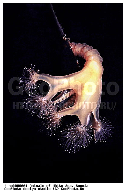 Cnidaria, Coelenterata, C���������, Eumetazoa, Metazoa, Scyphozoa, �������, �����������, �����������, �����������, �����������, ����� ����, ��������, ����������, ����������, ����������, �������, ����������������, ��������������, ��������� ���, �������� ����, ������, ����������, ���������, �����������, �������, ������, ������ ����, ��������, ����, ������, ������, ������, �����, ������, �������, ������, �������, ����� �������, ��������, ��������, ����� ����, ���������, ����, ����, �����, �����������, ������, �����, ��������, ������� �����, �������, �������, ���������, ��������� ����, ���������, �����, ����������, ���������� ��� ����, ���, ���������, ��������� �����������, ��������� ����������, ���������, ���������, ���������, ��������� ����������, ���������, ��������� �����, ��� �����, ��������, ��������, ����������, ������, ��������, ��������, ��������, ������, ������� ������, �������� ����, ����������� ����, ����� ����, �����������, �����������, ����� ����