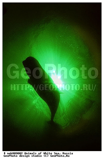 Cetacea, Delphinapterus, Delphinapterus leucas, Delphinidae, Monodontidae, Odontoceti, �������, �����������, �����������, �����������, �����������, ����� ����, ������, ������, ������������, ��������, ����������, ����������, ����������, �������, ������������, �������������, ������� �������������, ��������� ���, �����������, �������� ����, ������, ��������, �����������, �������, ������, ������ ����, ������, ��������, ����, ������, ������, ������, �����, ������, �������, ������, �������, �������, ��������, ����� �������, ��������, ��������, ����� ����, ���������, ����, ���, ����, ����, ������� �����, �������, ������� �������������, �������, ���������, ��������� ����, ���������, �����, ����������, ���������� ��� ����, ���, ���������, ��������� ����������, ���������, ���������, ���������, ��������� ����������, ���������, ��������� �����, ��� �����, ��������, ��������, ����������, ������, ��������, ��������, ��������, ������, ������� �������������, ������� �������������, ������� �����, XYZ, ����������, Monodontidae, ������, Delphinapterus leucas, ������� �������������, ������� �������������, ������� �����, XYZ, ����������, Monodontidae, ������, Delphinapterus leucas, �������� ����, ����������� ����, ����� ����, �����������, �����������, ����� ����