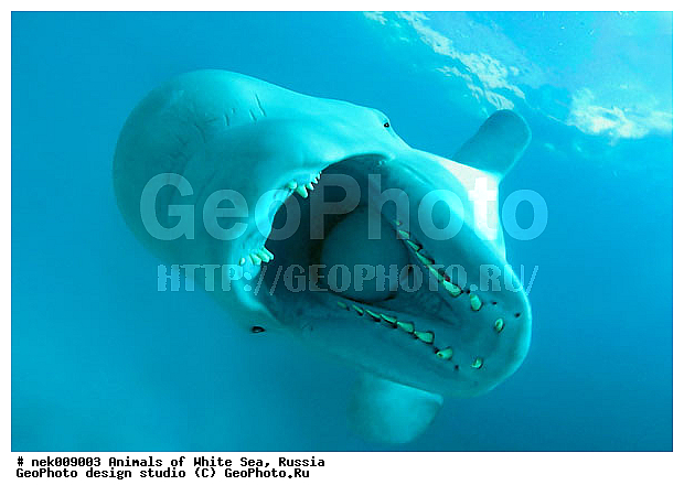 Cetacea, Delphinapterus, Delphinapterus leucas, Delphinidae, Monodontidae, Odontoceti, �������, �����������, �����������, �����������, �����������, ����� ����, ������, ������, ������������, ��������, ����������, ����������, ����������, �������, ������������, �������������, ������� �������������, ��������� ���, �����������, �������� ����, ������, ��������, �����������, �������, ������, ������ ����, ������, ��������, ����, ������, ������, ������, �����, ������, �������, ������, �������, �������, ��������, ����� �������, ��������, ��������, ����� ����, ���������, ����, ���, ����, ����, ������� �����, �������, ������� �������������, �������, ���������, ��������� ����, ���������, �����, ����������, ���������� ��� ����, ���, ���������, ��������� ����������, ���������, ���������, ���������, ��������� ����������, ���������, ��������� �����, ��� �����, ��������, ��������, ����������, ������, ��������, ��������, ��������, ������, ������� �������������, ������� �������������, ������� �����, XYZ, ����������, Monodontidae, ������, Delphinapterus leucas, ������� �������������, ������� �������������, ������� �����, XYZ, ����������, Monodontidae, ������, Delphinapterus leucas