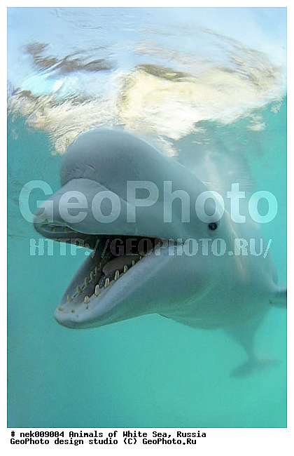 Cetacea, Delphinapterus, Delphinapterus leucas, Delphinidae, Monodontidae, Odontoceti, �������, �����������, �����������, �����������, �����������, ����� ����, ������, ������, ������������, ��������, ����������, ����������, ����������, �������, ������������, �������������, ������� �������������, ��������� ���, �����������, �������� ����, ������, ��������, �����������, �������, ������, ������ ����, ������, ��������, ����, ������, ������, ������, �����, ������, �������, ������, �������, �������, ��������, ����� �������, ��������, ��������, ����� ����, ���������, ����, ���, ����, ����, ������� �����, �������, ������� �������������, �������, ���������, ��������� ����, ���������, �����, ����������, ���������� ��� ����, ���, ���������, ��������� ����������, ���������, ���������, ���������, ��������� ����������, ���������, ��������� �����, ��� �����, ��������, ��������, ����������, ������, ��������, ��������, ��������, ������, ������� �������������, ������� �������������, ������� �����, XYZ, ����������, Monodontidae, ������, Delphinapterus leucas, ������� �������������, ������� �������������, ������� �����, XYZ, ����������, Monodontidae, ������, Delphinapterus leucas