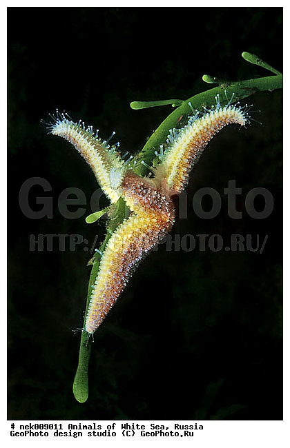 Asterias, Asterias rubens, Asteriidae, Forcipulatida, �������, �����������, �����������, �����������, �����������, ����� ����, ��������, ����������, ����������, ����������, ������, ���������, �������, ������� ��������, ������� ������, ������� �����, ��������� ���, �������� ����, ������, �����������, �������, ������, ������ ����, ��������, ����, ������, �������, ������, �������, ����� �������, ��������, ��������, ����� ����, ���������, ������, ����, ����, �����, �����������, �����, ��������, ������� �����, ������� ������, �������, �������, ���������, ��������� ����, ���������, �����, ����������, ���������� ��� ����, ���������, ��������� �����������, ��������� ����������, ���������, ���������, ��������� ����������, ��������� �����, ��� �����, ��������, ��������, ����������, ������, ��������, ��������, ��������, ������, �������� ����, ����������� ����, ����� ����, �����������, �����������, ����� ����