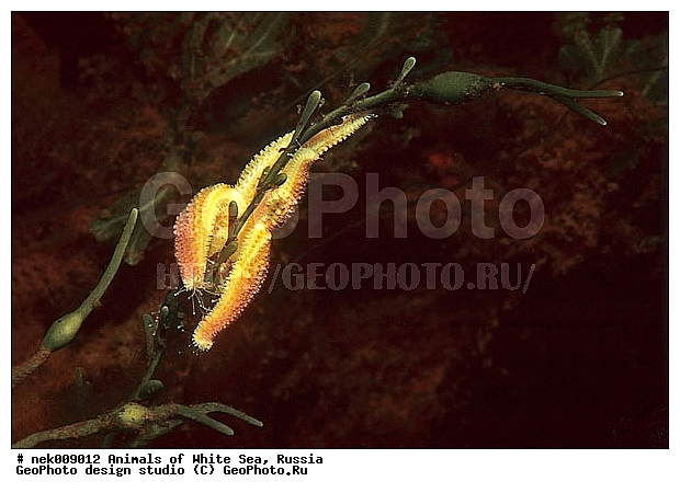 Asterias, Asterias rubens, Asteriidae, Forcipulatida, �������, �����������, �����������, �����������, �����������, ����� ����, ��������, ����������, ����������, ����������, ������, ���������, �������, ������� ��������, ������� ������, ������� �����, ��������� ���, �������� ����, ������, �����������, �������, ������, ������ ����, ��������, ����, ������, ������, ������, �����, ������, �������, ������, �������, ����� �������, ��������, ��������, ����� ����, ���������, ������, ����, ����, �����, �����������, �����, ��������, ������� �����, ������� ������, �������, �������, ���������, ��������� ����, ���������, �����, ����������, ���������� ��� ����, ���, ���������, ��������� �����������, ��������� ����������, ���������, ���������, ���������, ��������� ����������, ���������, ��������� �����, ��� �����, ��������, ��������, ����������, ������, ��������, ��������, ��������, ������, �������� ����, ����������� ����, ����� ����, �����������, �����������, ����� ����