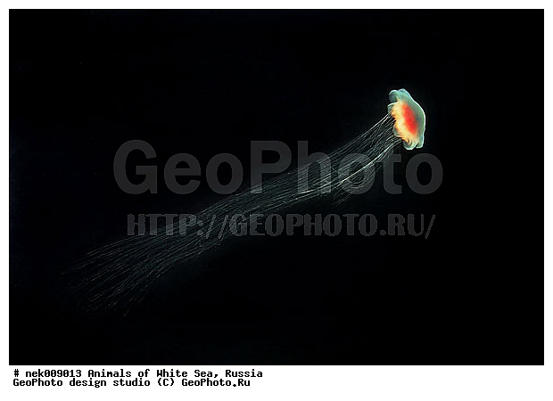 Cnidaria, Coelenterata, Cyanea arctica, Cyanea capillata, Cyaneidae, C���������, Linnaeus, Metazoa, �������, �����������, ����������� ������, �����������, �����������, �����������, ����� ����, ��������, ��������, ����������, ����������, ����������, �������, ����������������, ����������������, ��������������, ��������� ���, �������� ����, ������, ����������, ����������, �����������, ������, �����������, �������, ������, ������ ����, ��������, ����, ������, ������, �����, ������, �������, ������, �������, ����� �������, ��������, ��������, ����� ����, ���������, ����, ����, ������, ������, ������� �����, �������, �������, ���������, ��������� ����, ���������, �����, ����������, ���������� ��� ����, ���, ���������, ��������� ����������, ���������, ���������, ���������, ��������� ����������, ���������, ��������� �����, ��� �����, ��������, ��������, ��������, ����������, ������, ��������, ��������, ��������, ������, �������� ����, ����������� ����, ����� ����, �����������, �����������, ����� ����, ��������, ��������, XYZ, Cyaneidae, ���������� ������, Cyanea capillata, Cyanea arctica, ��������, ��������, XYZ, Cyaneidae, ���������� ������, Cyanea capillata, Cyanea arctica