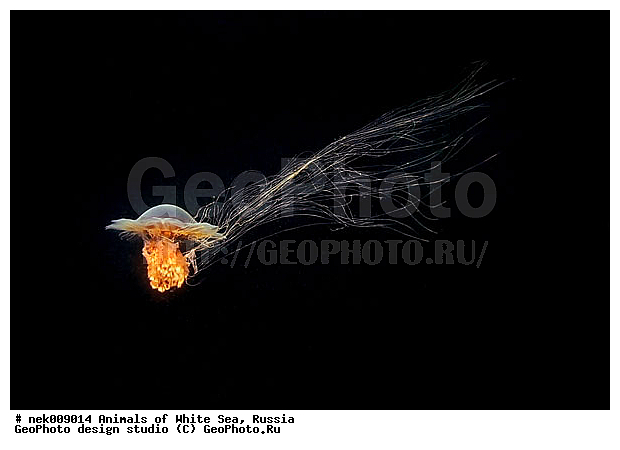 Cnidaria, Coelenterata, Cyanea arctica, Cyanea capillata, Cyaneidae, C���������, Linnaeus, Metazoa, �������, �����������, ����������� ������, �����������, �����������, �����������, ����� ����, ��������, ��������, ����������, ����������, ����������, �������, ����������������, ����������������, ��������������, ��������� ���, �������� ����, ������, ����������, ����������, �����������, ������, �����������, �������, ������, ������ ����, ��������, ����, ������, ������, ������, �����, ������, �������, ������, �������, ����� �������, ��������, ��������, ����� ����, ���������, ����, ����, ������, ������, ������� �����, �������, �������, ���������, ��������� ����, ���������, �����, ����������, ���������� ��� ����, ���, ���������, ��������� ����������, ���������, ���������, ���������, ��������� ����������, ���������, ��������� �����, ��� �����, ��������, ��������, ����������, ������, ��������, ��������, ��������, ������, �������� ����, ����������� ����, ����� ����, �����������, �����������, ����� ����, ��������, ��������, XYZ, Cyaneidae, ���������� ������, Cyanea capillata, Cyanea arctica, ��������, ��������, XYZ, Cyaneidae, ���������� ������, Cyanea capillata, Cyanea arctica