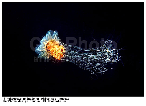 Cnidaria, Coelenterata, Cyanea arctica, Cyanea capillata, Cyaneidae, C���������, Linnaeus, Metazoa, �������, �����������, ����������� ������, �����������, �����������, �����������, ����� ����, ��������, ��������, ����������, ����������, ����������, �������, ����������������, ����������������, ��������������, ��������� ���, �������� ����, ������, ����������, ����������, �����������, ������, �����������, �������, ������, ������ ����, ��������, ����, ������, ������, ������, �����, ������, �������, ������, �������, ����� �������, ��������, ��������, ����� ����, ���������, ����, ����, ������, ������, ������� �����, �������, �������, ���������, ��������� ����, ���������, �����, ����������, ���������� ��� ����, ���, ���������, ��������� ����������, ���������, ���������, ���������, ��������� ����������, ���������, ��������� �����, ��� �����, ��������, ��������, ����������, ������, ��������, ��������, ��������, ������, �������� ����, ����������� ����, ����� ����, �����������, �����������, ����� ����, ��������, ��������, XYZ, Cyaneidae, ���������� ������, Cyanea capillata, Cyanea arctica, ��������, ��������, XYZ, Cyaneidae, ���������� ������, Cyanea capillata, Cyanea arctica