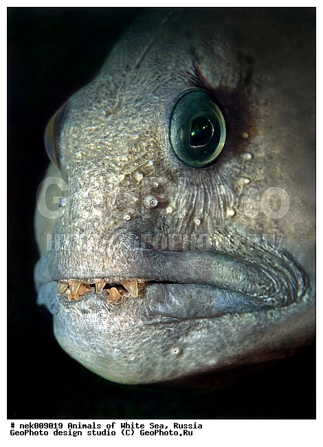 �������, �����������, �����������, �����������, �����������, ����� ����, ����������, ����������, ����������, �������, ��������� ���, �������� ����, ������, �����������, �������, ������, ������ ����, ��������, ����, ������, ������, �����, ������, �������, ������, �������, ����� �������, ��������, ��������, ����� ����, ���������, ����, ����, ������� �����, �������, �������, ���������, ��������� ����, ���������, �����, ����������, ���������� ��� ����, ���, ���������, ��������� ����������, ���������, ���������, ���������, ��������� ����������, ���������, ��������� �����, ��� �����, ��������, ��������, ��������, ����������, ����, ����, ������, ��������, ��������, ��������, ������, �������� ����, ����������� ����, ����� ����, �����������, �����������, ����� ����