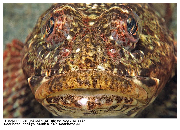 �������, �����������, �����������, �����������, �����������, ����� ����, ����������, ����������, ����������, �������, ��������� ���, �������� ����, ������, �����������, �������, ������, ������ ����, ��������, ����, ������, ������, �����, ������, �������, ������, �������, ����� �������, ��������, ��������, ����� ����, ���������, ����, ����, ����, ������� �����, �������, �������, ������� ����, ���������, ��������� ����, ���������, �����, ����������, ���������� ��� ����, ���, ���������, ��������� ����������, ���������, ���������, ���������, ��������� ����������, ���������, ��������� �����, ��� �����, ��������, ��������, ��������, ����������, ����, ����, ������, ��������, ��������, ��������, ������, �������� ����, ����������� ����, ����� ����, �����������, �����������, ����� ����