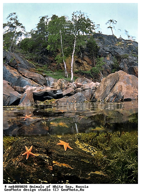 Asterias, Asterias rubens, Asteriidae, Forcipulatida, �������, �������, �����������, �����������, �����������, �����������, ����� ����, ��������, ����������, ����������, ����������, ������, ���������, �������, ������� ��������, ������́��, ��������, ������� ������, ������� �����, ��������� ���, �������� ����, ������, ���������, �����������, �������, ������, ������ ����, �����, ����� ����, ��������, ����, ������, ������, �����, ������, �������, ������, �������, ����� �������, ��������, ��������, ����� ����, ���������, ������, ������, �������, ����, ����, ������́����� ����, ��������, �����������, ����������� ����, ����, ������� �����, ������� ������, �������, �������, ������ ������, ���������, ��������� ����, ���������, �����, �����, ����������, ���������� ��� ����, ���, ���������, ��������� ����������, ���������, ���������, ���������, ��������� ����������, ���������, ��������� �����, ��� �����, ��������, ��������, ��������, �������, ������� ����������, ����������, ��������-�������� ����, ������, ������, ��������, ��������, ��������, ������, �����, ��������� ����, �������� ����, ����������� ����, ����� ����, �����������, �����������, ����� ����