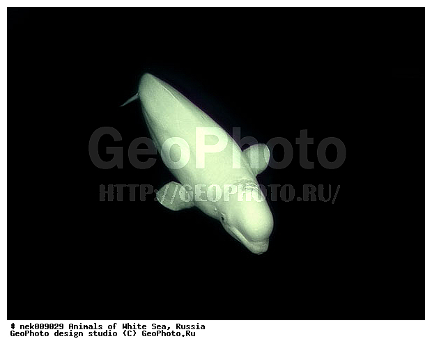 Cetacea, Delphinapterus, Delphinapterus leucas, Delphinidae, Monodontidae, Odontoceti, �������, �����������, �����������, �����������, �����������, ����� ����, ������, ������, ������������, ��������, ����������, ����������, ����������, �������, ������������, �������������, ������� �������������, ��������� ���, �����������, �������� ����, ������, ��������, �����������, �������, ������, ������ ����, ������, ��������, ����, ������, ������, ������, �����, ������, �������, ������, �������, �������, ��������, ����� �������, ��������, ��������, ����� ����, ���������, ����, ���, ����, ����, ������� �����, �������, ������� �������������, �������, ���������, ��������� ����, ���������, �����, ����������, ���������� ��� ����, ���, ���������, ��������� ����������, ���������, ���������, ���������, ��������� ����������, ���������, ��������� �����, ��� �����, ��������, ��������, ����������, ������, ��������, ��������, ��������, ������, ������� �������������, ������� �������������, ������� �����, XYZ, ����������, Monodontidae, ������, Delphinapterus leucas, ������� �������������, ������� �������������, ������� �����, XYZ, ����������, Monodontidae, ������, Delphinapterus leucas, �������� ����, ����������� ����, ����� ����, �����������, �����������, ����� ����
