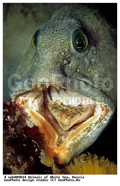 �������, �����������, �����������, �����������, �����������, ����� ����, ����������, ����������, ����������, �������, ��������� ���, �������� ����, ������, �����������, �������, ������, ������ ����, ��������, ����, ������, ������, �����, ������, �������, ������, �������, ����� �������, ��������, ��������, ����� ����, ���������, ����, ����, ������� �����, �������, �������, ���������, ��������� ����, ���������, �����, ����������, ���������� ��� ����, ���, ���������, ��������� ����������, ���������, ���������, ���������, ��������� ����������, ���������, ��������� �����, ��� �����, ��������, ��������, ��������, ����������, ����, ����, ������, ��������, ��������, ��������, ������, �������� ����, ����������� ����, ����� ����, �����������, �����������, ����� ����