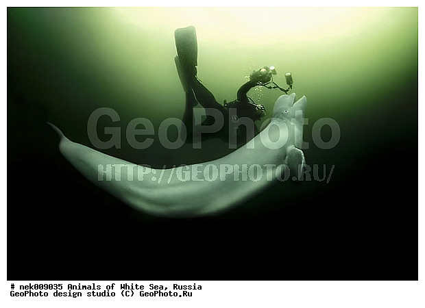 Cetacea, Delphinapterus, Delphinapterus leucas, Delphinidae, Monodontidae, Odontoceti, �������, �����������, �����������, �����������, �����������, ����� ����, ������, ������, ������������, ��������, ����������, ����������, ����������, �������, ������������, �������������, ������� �������������, ��������� ���, �����������, �������� ����, ������, ��������, �����������, �������, ������, ������ ����, ������, ��������, ����, ������, ������, ������, �����, ������, �������, ������, �������, �������, ��������, ����� �������, ��������, ��������, ����� ����, ���������, ����, ���, ����, ����, ������� �����, �������, ������� �������������, �������, ���������, ��������� ����, ���������, �����, ����������, ���������� ��� ����, ���, ���������, ��������� ����������, ���������, ���������, ���������, ��������� ����������, ���������, ��������� �����, ��� �����, ��������, ��������, ����������, ������, ��������, ��������, ��������, ������, ������� � ��������� ���, ������� � �������, ������� �������������, ������� �������������, ������� �����, XYZ, ����������, Monodontidae, ������, Delphinapterus leucas, ������� �������������, ������� �������������, ������� �����, XYZ, ����������, Monodontidae, ������, Delphinapterus leucas, �������� ����, ����������� ����, ����� ����, �����������, �����������, ����� ����