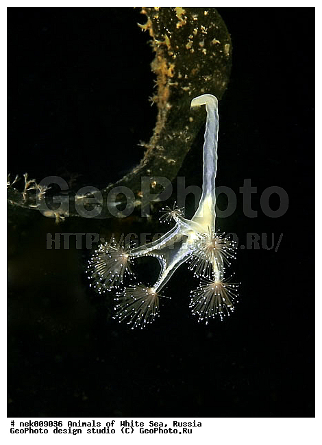 Cnidaria, Coelenterata, C���������, Eumetazoa, Metazoa, Scyphozoa, �������, �����������, �����������, �����������, �����������, ����� ����, ��������, ����������, ����������, ����������, �������, ����������������, ��������������, ��������� ���, �������� ����, ������, ����������, ���������, �����������, �������, ������, ������ ����, ��������, ����, ������, ������, ������, �����, ������, �������, ������, �������, ����� �������, ��������, ��������, ����� ����, ���������, ����, ����, �����, �����������, ������, ������, �����, ��������, ������� �����, �������, �������, ���������, ��������� ����, ���������, �����, ����������, ���������� ��� ����, ���, ���������, ��������� �����������, ��������� ����������, ���������, ���������, ���������, ��������� ����������, ���������, ��������� �����, ��� �����, ��������, ��������, ����������, ������, ��������, ��������, ��������, ������, ������� ������, �������� ����, ����������� ����, ����� ����, �����������, �����������, ����� ����