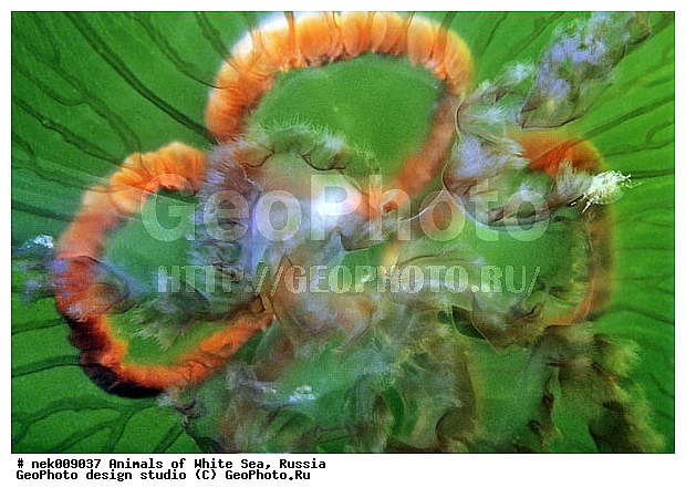 Cnidaria, Coelenterata, Cyanea arctica, Cyanea capillata, Cyaneidae, C���������, Linnaeus, Metazoa, �������, �����������, ����������� ������, �����������, �����������, �����������, ����� ����, ��������, ��������, ����������, ����������, ����������, �������, ����������������, ����������������, ��������������, ��������� ���, �������� ����, ������, ����������, ����������, �����������, ������, �����������, �������, ������, ������ ����, ��������, ����, ������, ������, �����, ������, �������, ������, �������, ����� �������, ��������, ��������, ����� ����, ���������, ����, ����, ������, ������, ������� �����, �������, �������, ���������, ��������� ����, ���������, �����, ����������, ���������� ��� ����, ���, ���������, ��������� ����������, ���������, ���������, ���������, ��������� ����������, ���������, ��������� �����, ��� �����, ��������, ��������, ��������, ����������, ������, ��������, ��������, ��������, ������, �������� ����, ����������� ����, ����� ����, �����������, �����������, ����� ����, ��������, ��������, XYZ, Cyaneidae, ���������� ������, Cyanea capillata, Cyanea arctica, ��������, ��������, XYZ, Cyaneidae, ���������� ������, Cyanea capillata, Cyanea arctica